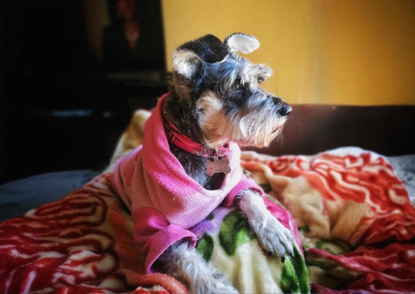 Moda pet