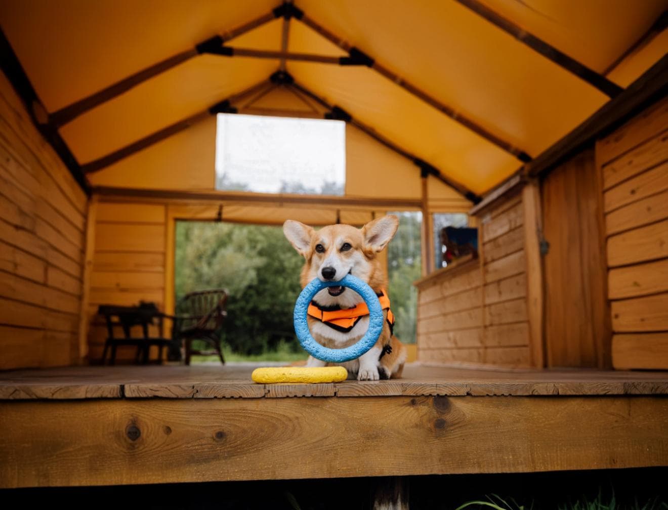 hotel para cachorro