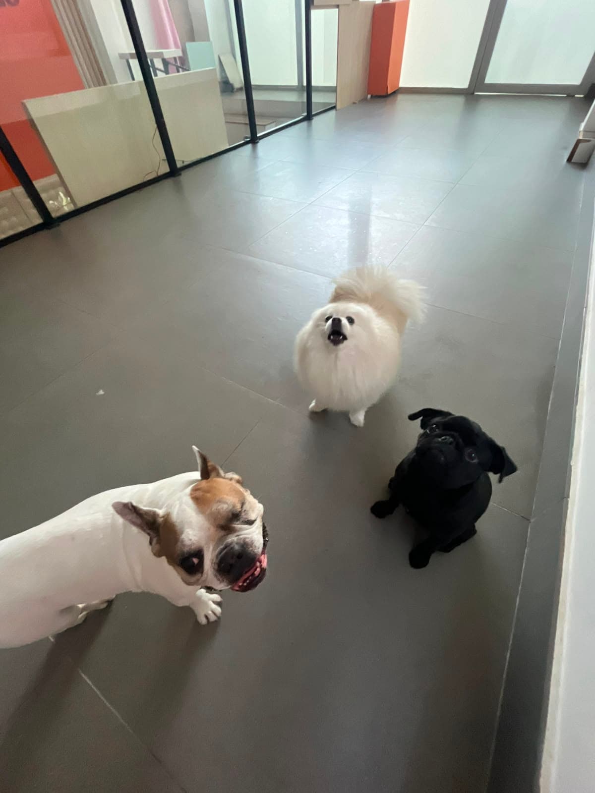 Três cães na área coberta interna da Goiabada Cascão