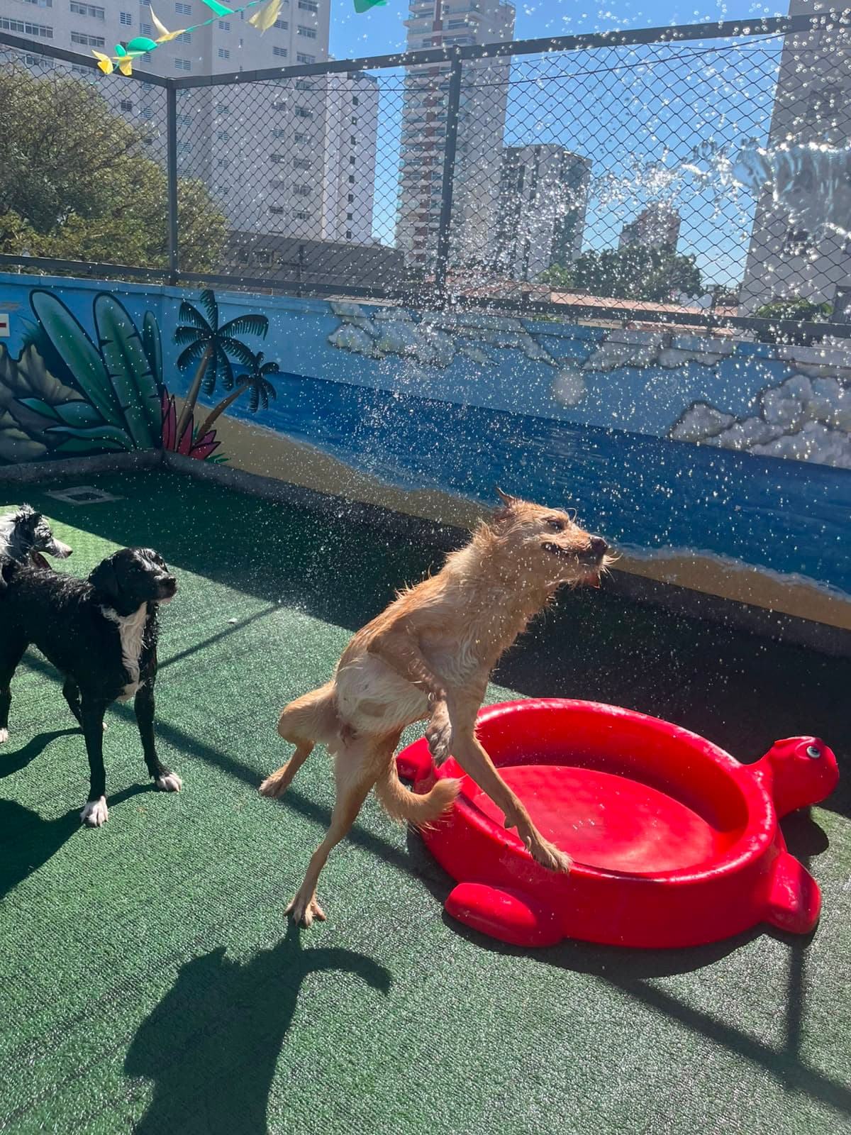 Cães brincando com água e piscina no terraço da creche da Goiabada Cascão, com os prédios da Mooca ao fundo