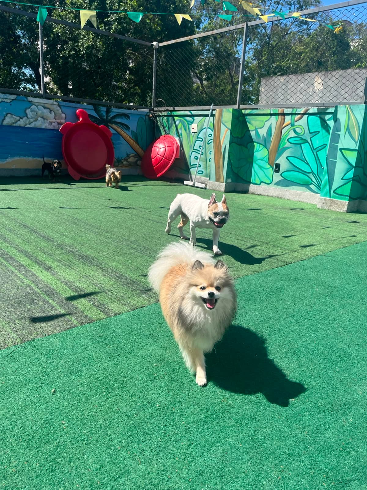 Spitz correndo na grama do terraço da Goiabada Cascão, com as piscinas e o mural ao fundo