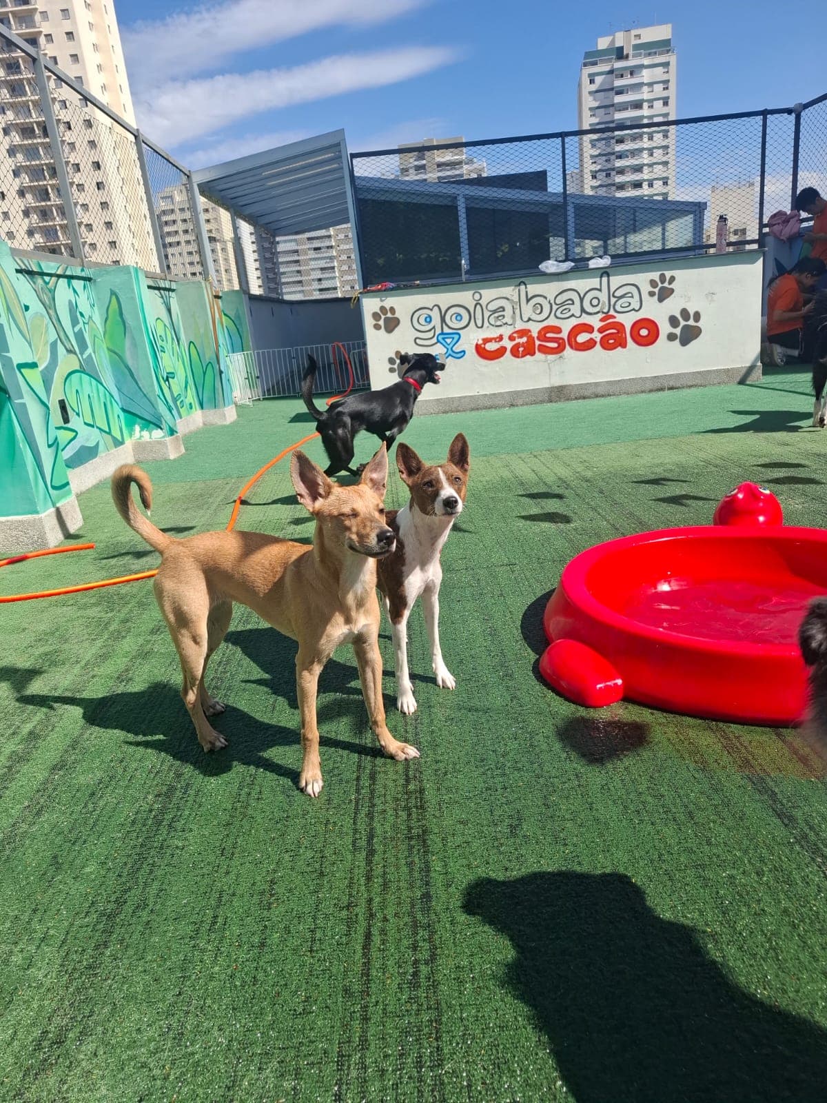 Cães no terraço da Goiabada Cascão Pet, com a piscina e a parede pintada com o nome da creche