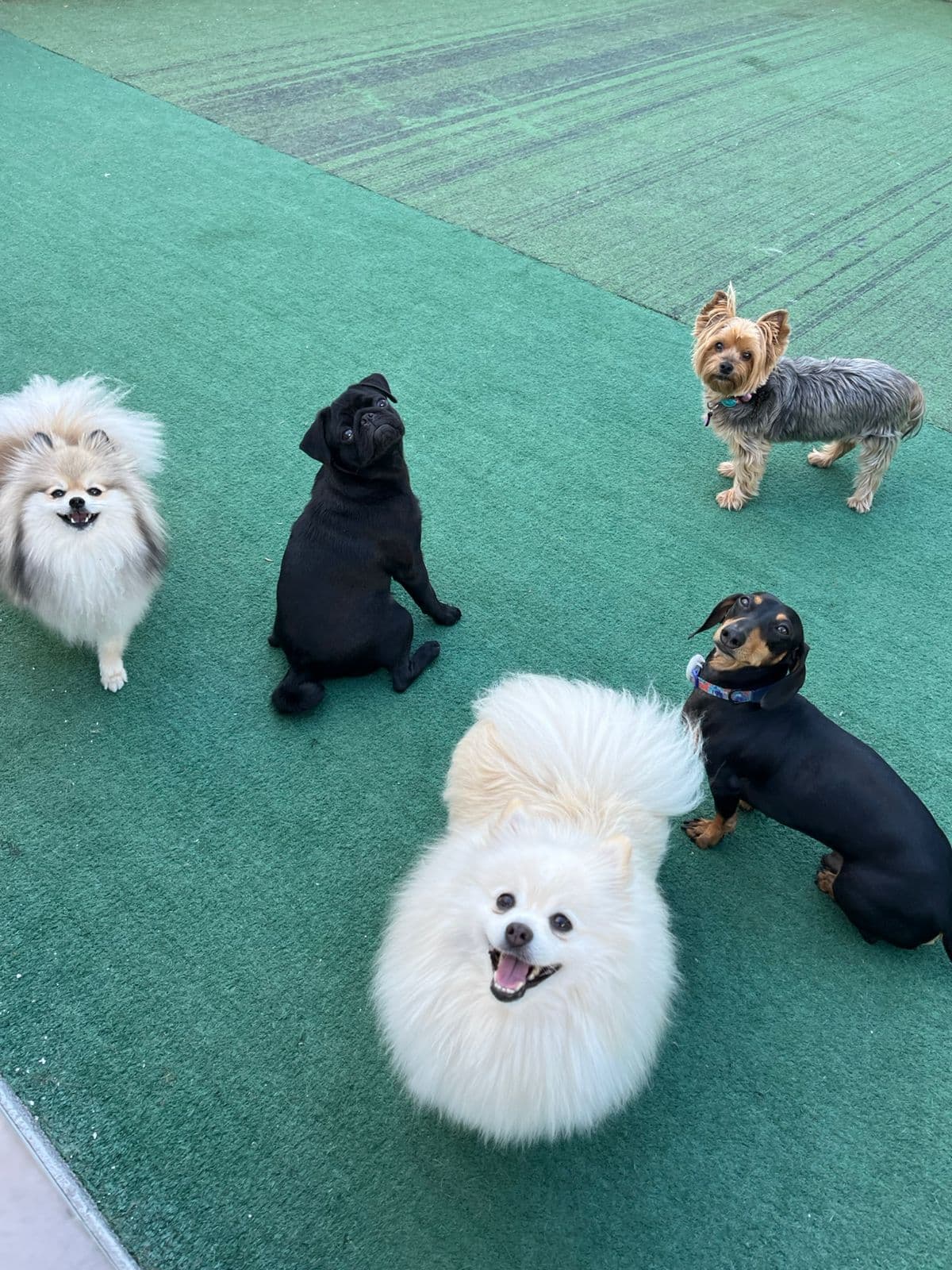 Cinco cães de porte pequeno na grama do terraço da Goiabada Cascão, olhando para a câmera