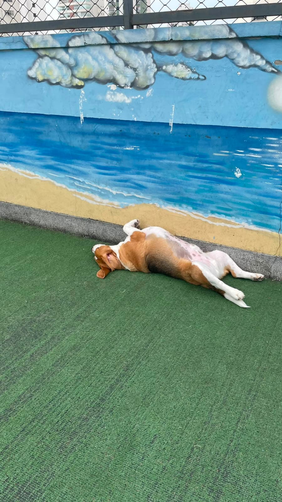 Beagle deitado de barriga para cima na grama do terraço da Goiabada Cascão, ao lado do mural pintado