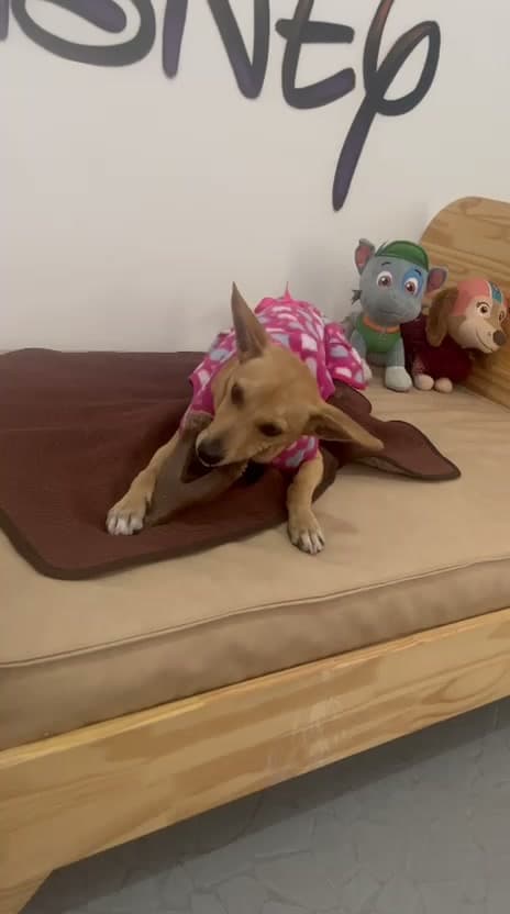 Cão de pijama deitado na cama da acomodação, com brinquedos de pelúcia