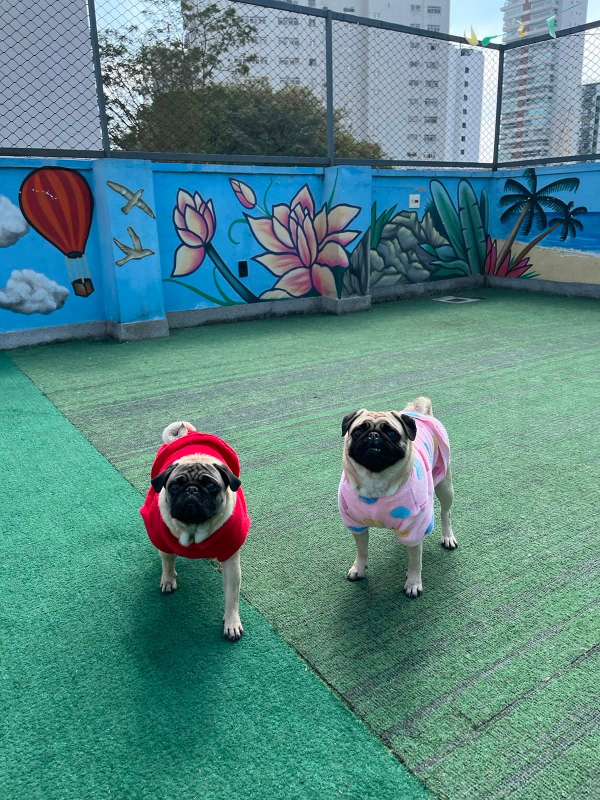 Dois pugs com roupinhas na grama do terraço da Goiabada Cascão