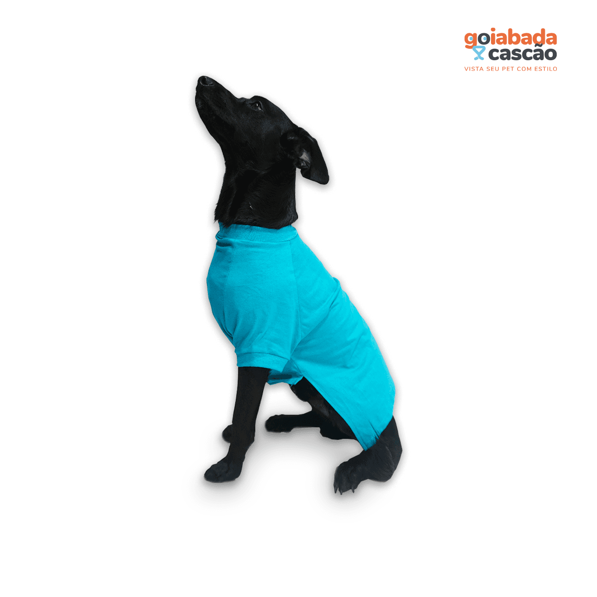 Cão vestindo roupinha azul da Goiabada Cascão